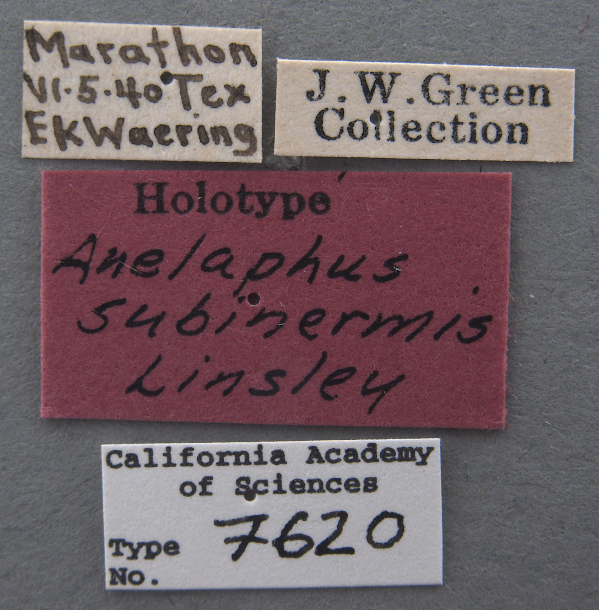 Anelaphus subinermis image