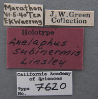 Anelaphus subinermis image