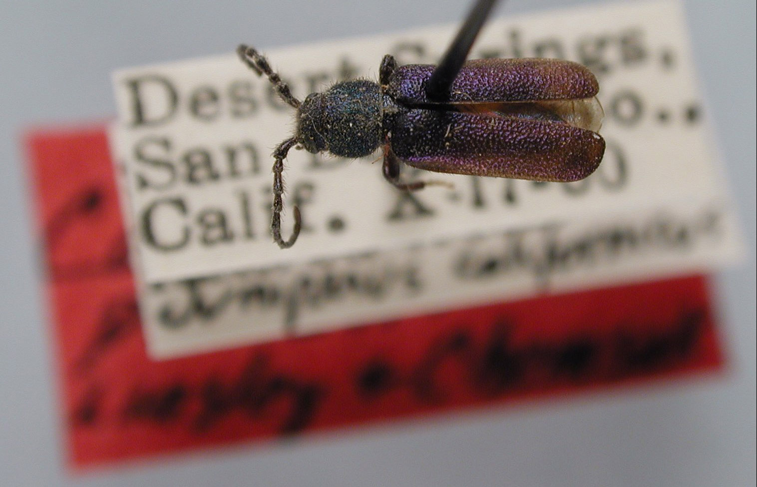 Callidium powelli image