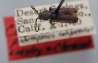 Image of Callidium powelli