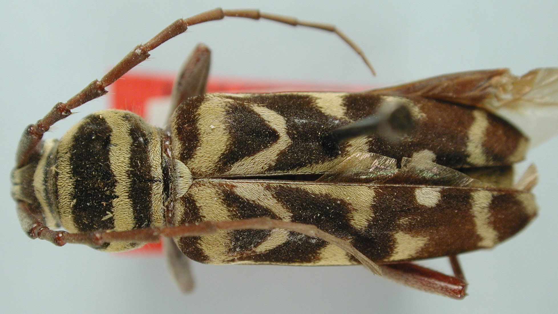 Megacyllene robusta image