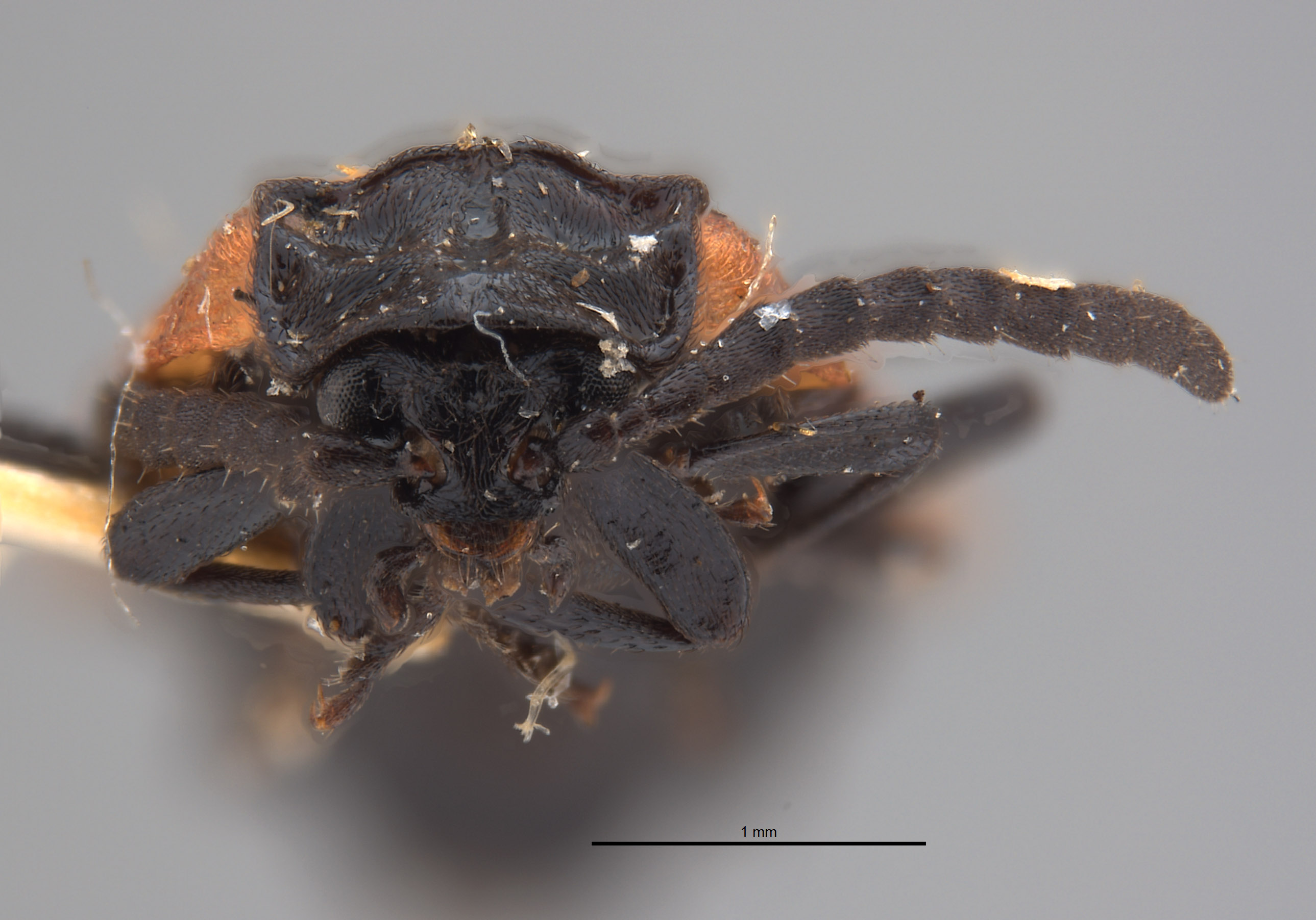 Adoceta apicalis image