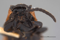 Adoceta apicalis image