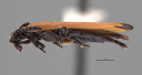 Adoceta apicalis image