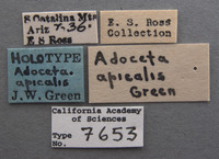 Adoceta apicalis image