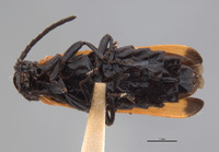 Adoceta apicalis image
