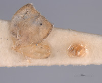 Microphotus chiricahuae image