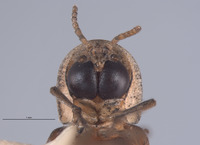 Microphotus chiricahuae image