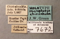 Microphotus chiricahuae image