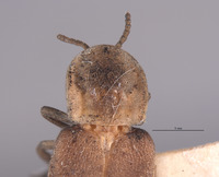 Image of Microphotus chiricahuae