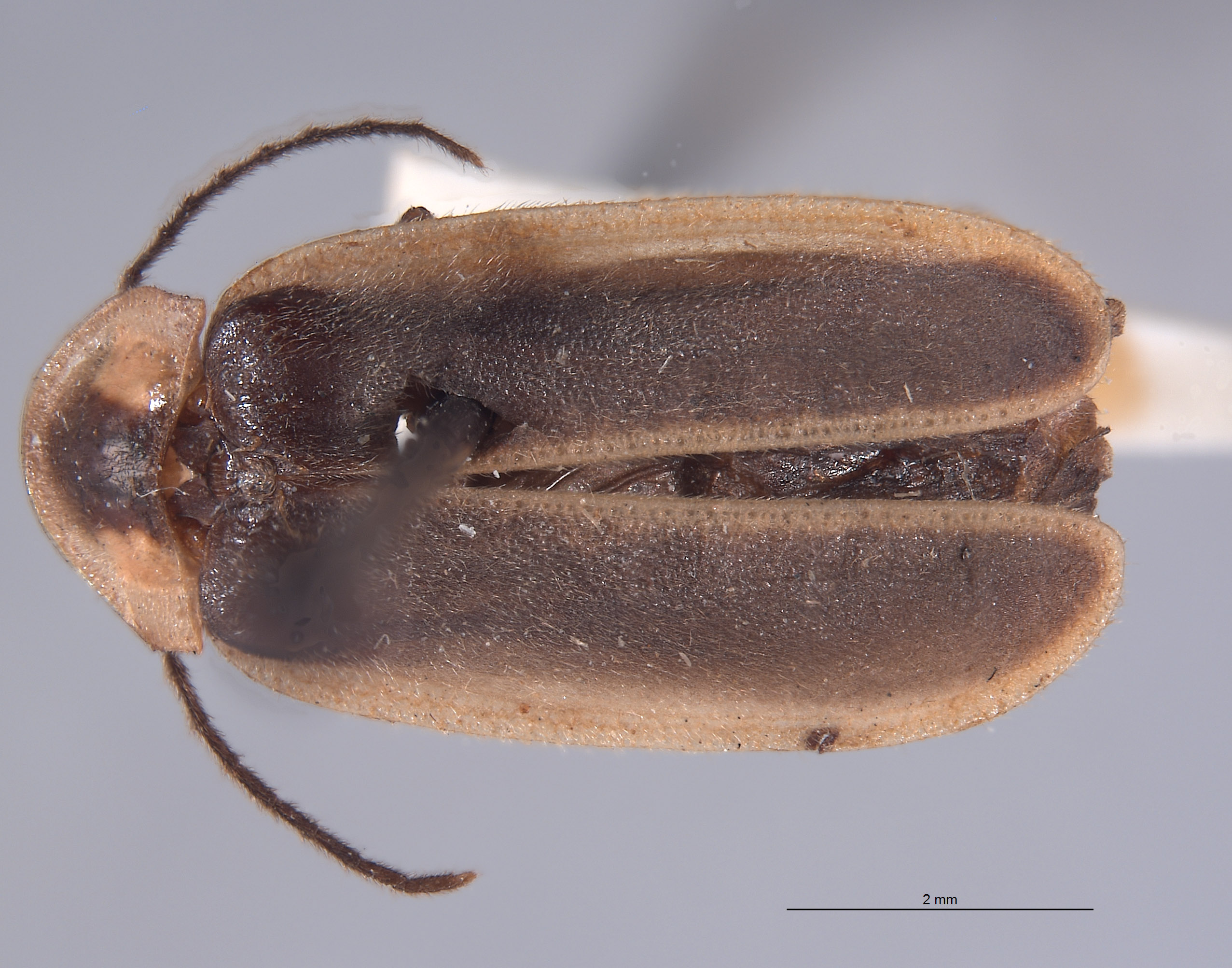 Photinus acuminatus image