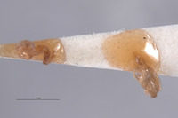 Photinus acuminatus image