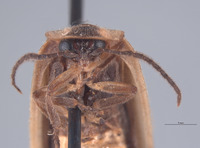 Image of Photinus acuminatus