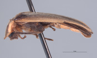 Photinus acuminatus image