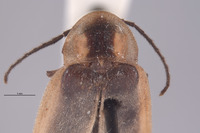 Photinus acuminatus image