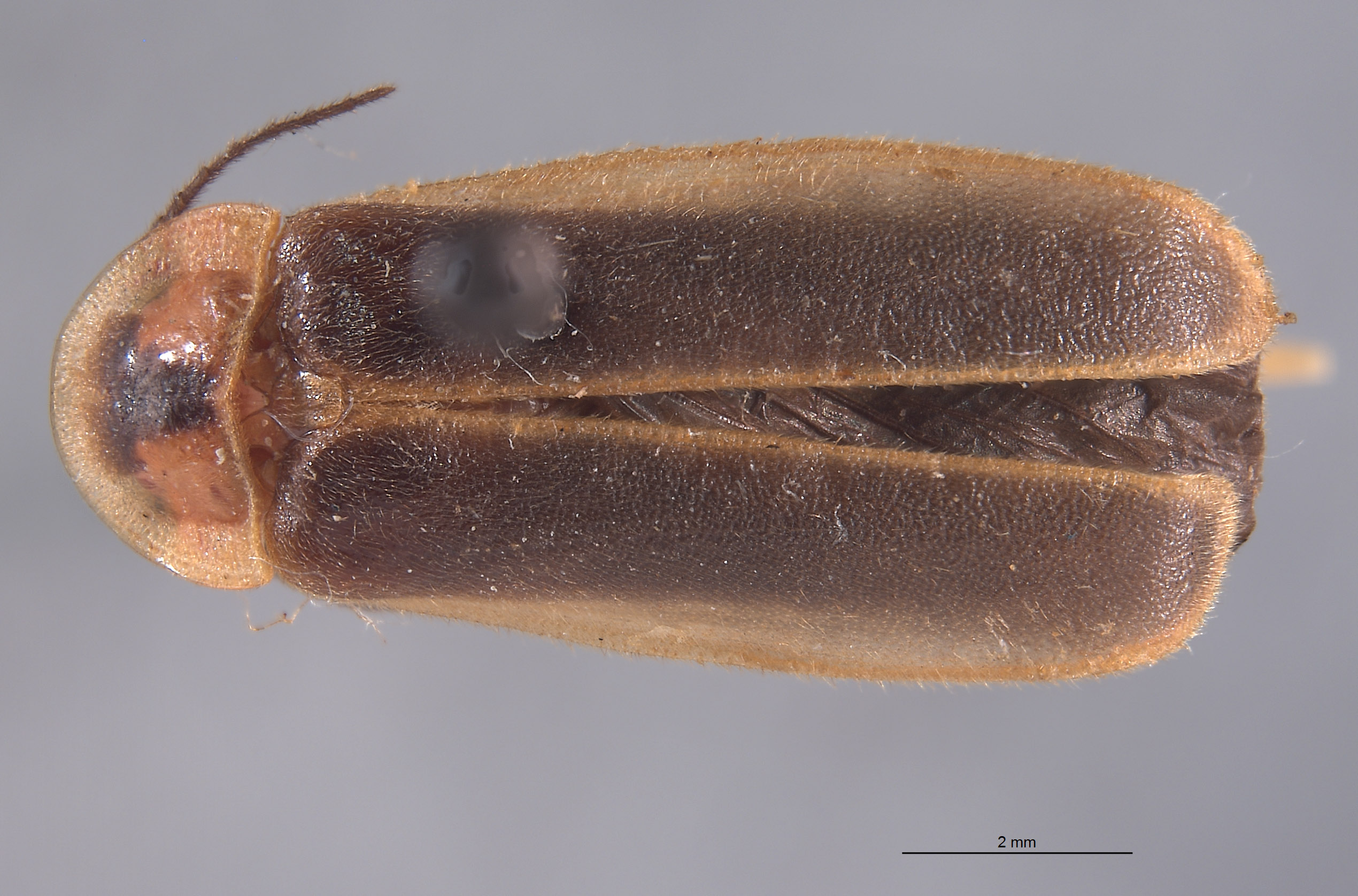 Photinus brimleyi image