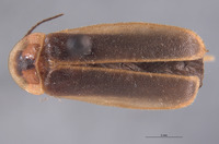 Image of Photinus brimleyi