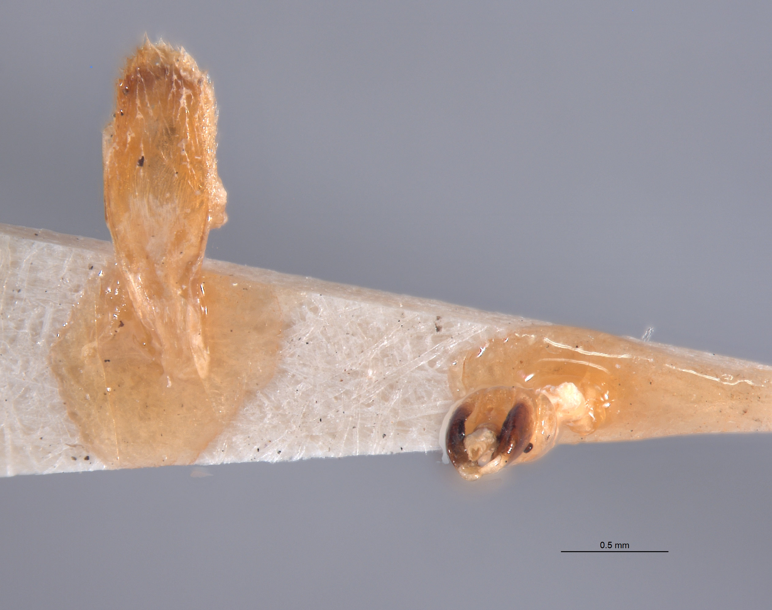 Photinus brimleyi image