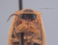 Photinus brimleyi image