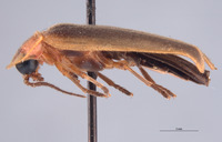 Photinus brimleyi image