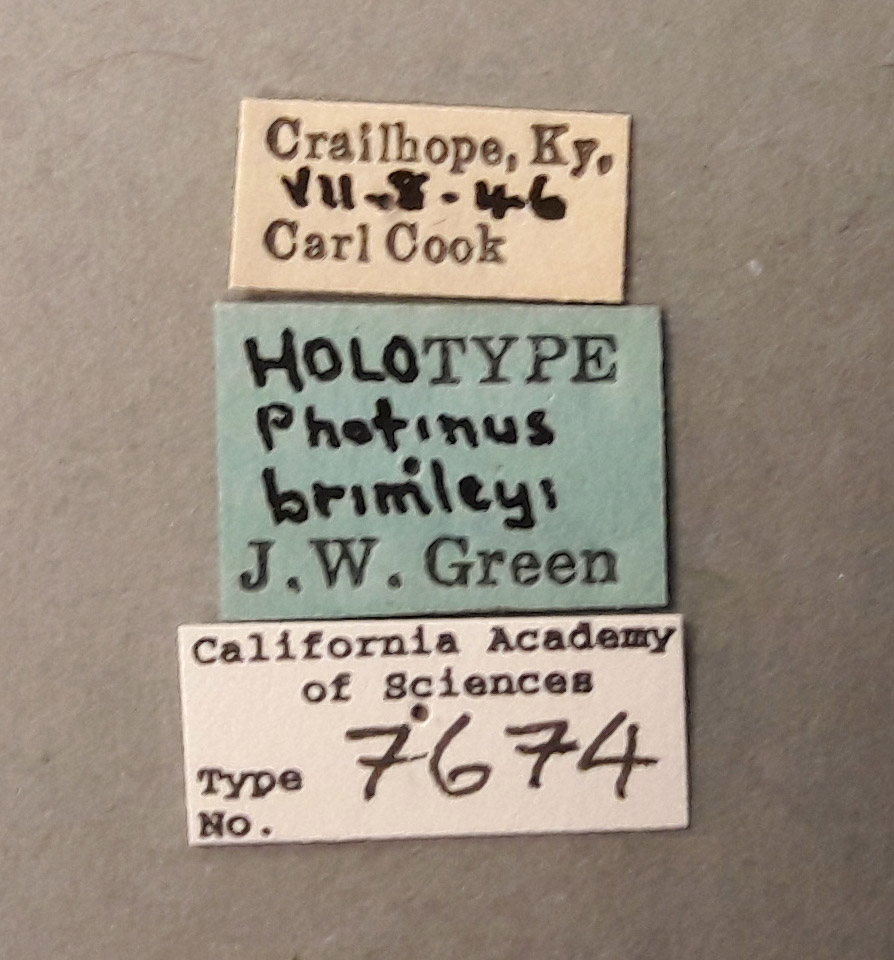 Photinus brimleyi image