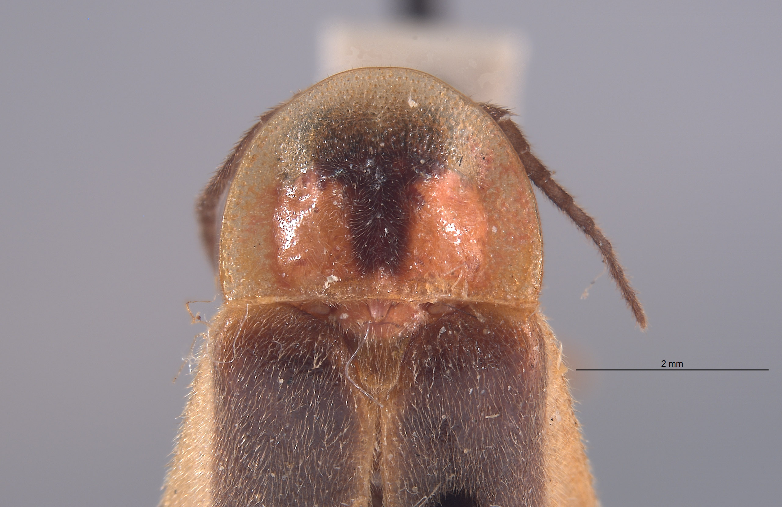 Photinus brimleyi image