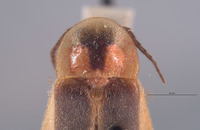 Photinus brimleyi image