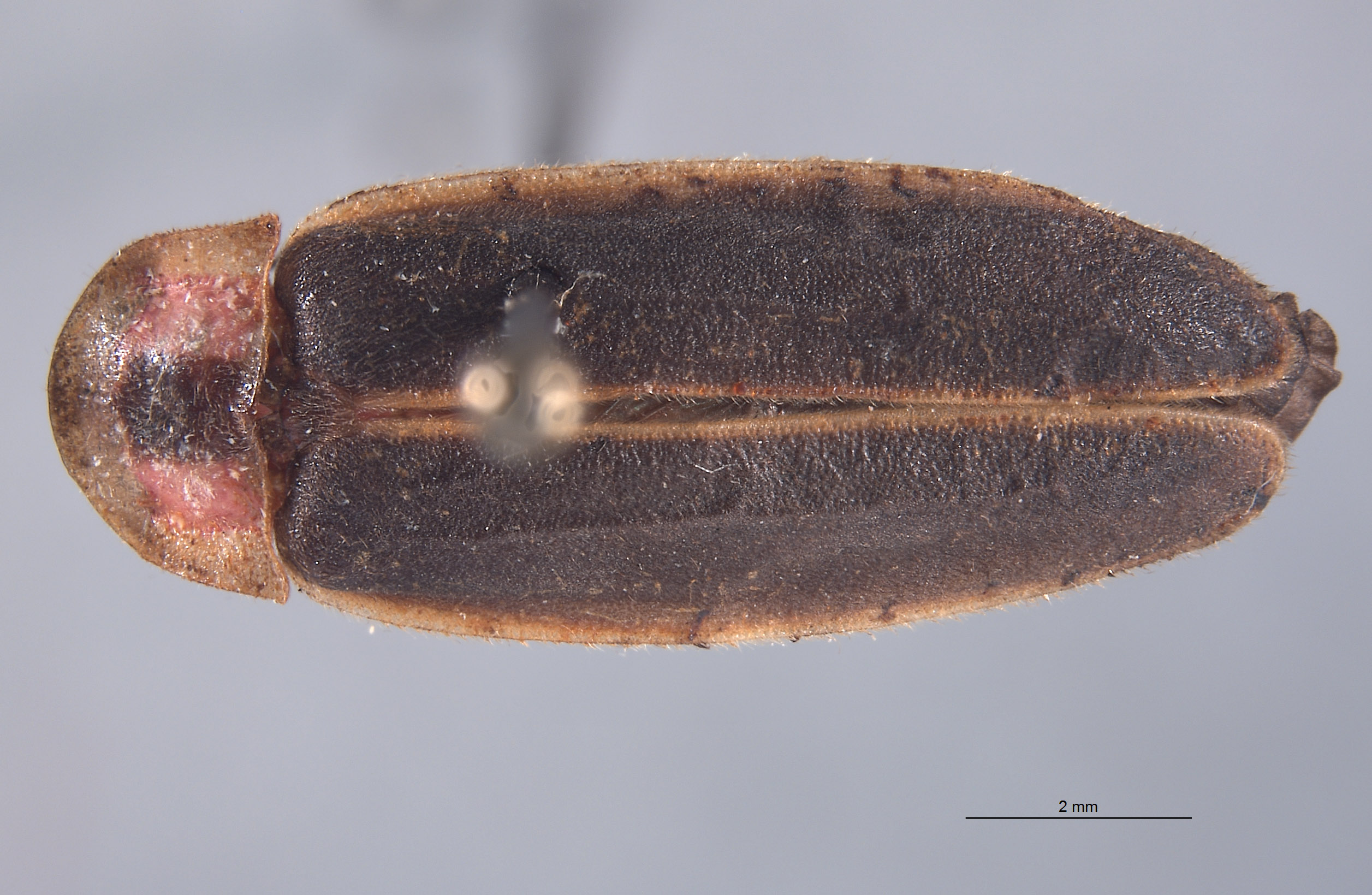 Photinus carolinus image