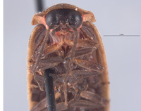 Photinus carolinus image