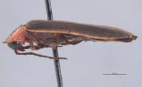 Photinus carolinus image