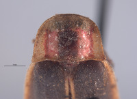 Photinus carolinus image