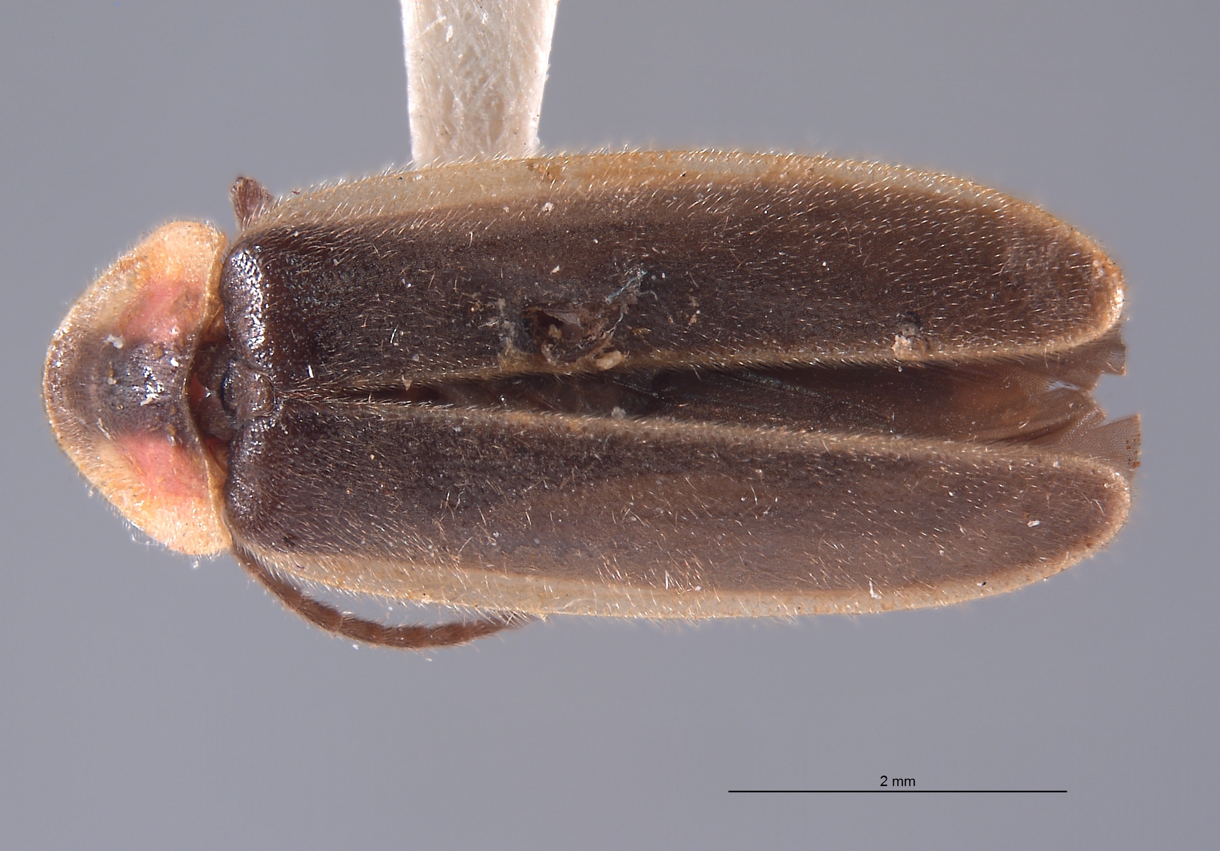 Photinus cookii image