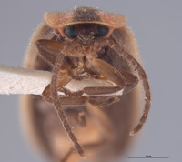 Photinus cookii image