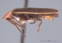 Photinus cookii image