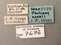 Photinus cookii image