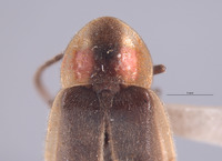 Photinus cookii image