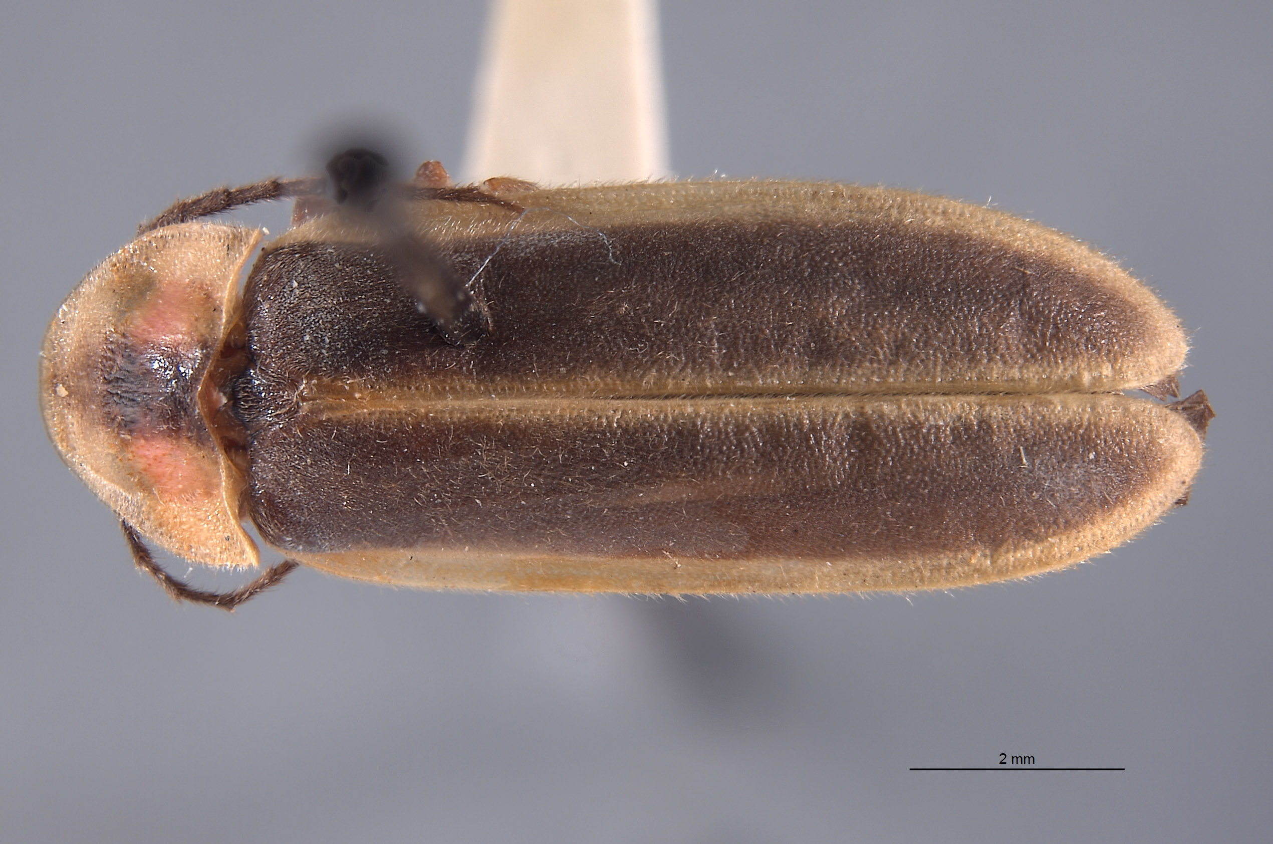 Photinus image
