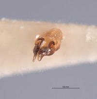 Photinus consimilis image