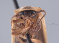Photinus consimilis image