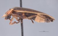 Photinus consimilis image