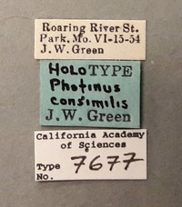 Photinus consimilis image