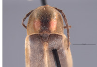 Photinus consimilis image