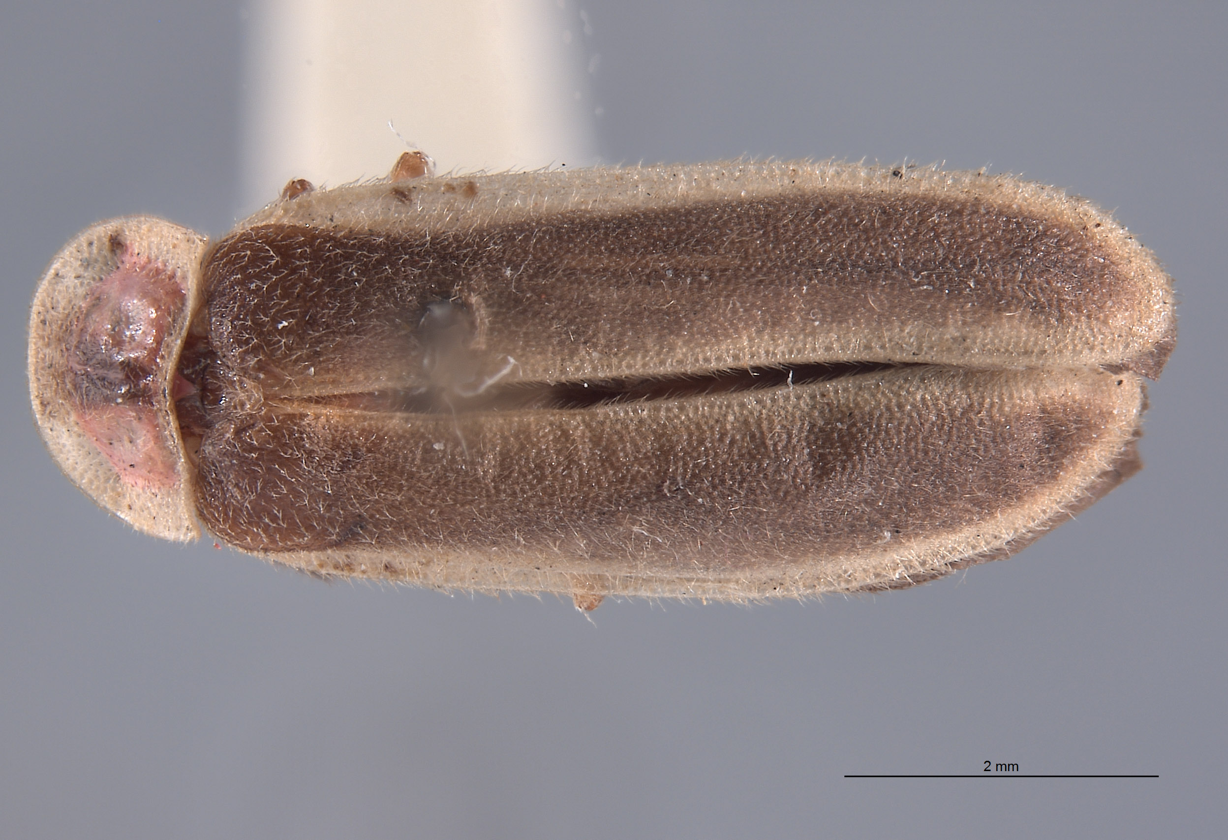 Photinus curtatus image