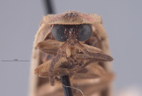 Photinus curtatus image