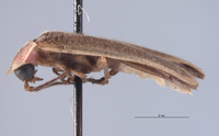 Photinus curtatus image