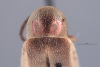 Photinus curtatus image