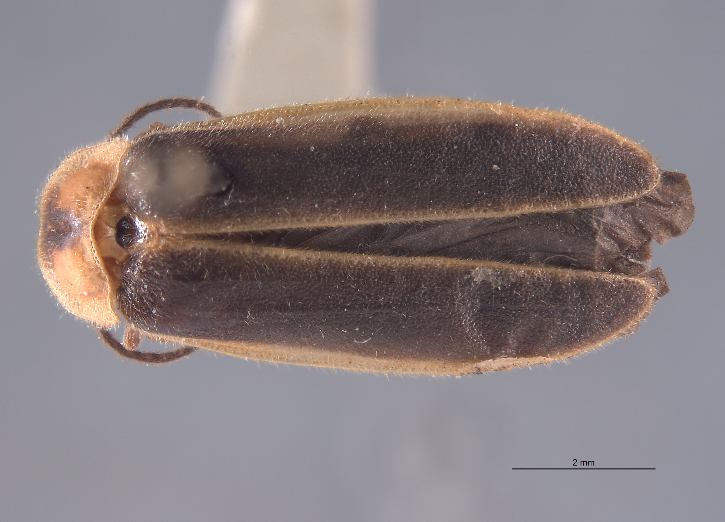 Photinus frosti image