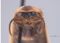 Photinus frosti image