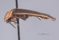 Photinus frosti image