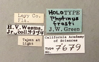 Photinus frosti image